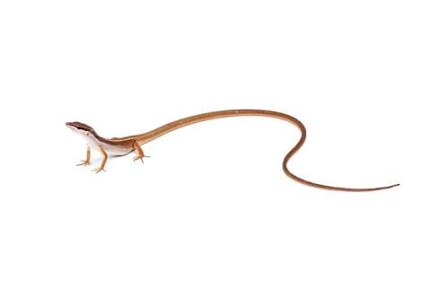 Long tail lizard example