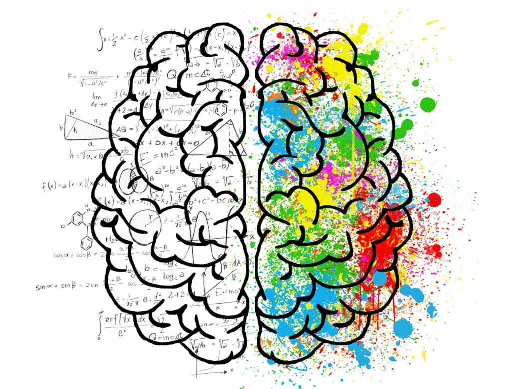 The human brain