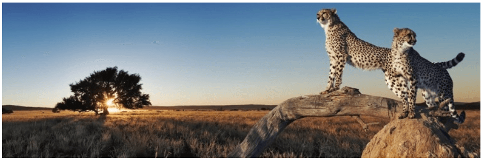 WP Fastest Cache WordPress plugin banner showing two cheetahs standing on a rock in a savannah landscape.